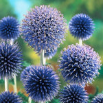 Blue Globe Thistle Echinops Ritro Seeds for planting in flower bed