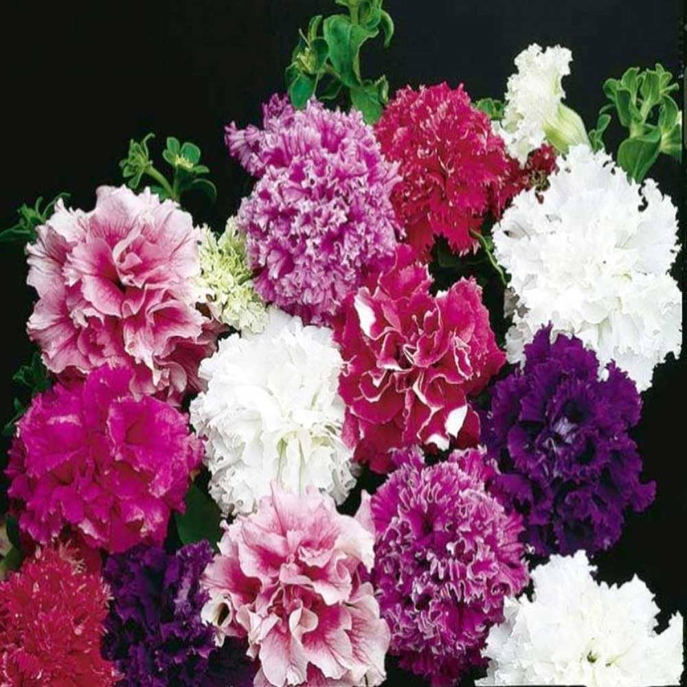 Bonsai Petunia Seeds Balcony Flower Seeds for Home Garden Decoration