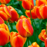 Orange Tulip Flower Seeds for Planting – Heirloom, Non-GMO, Vibrant Blooms Dhara Seeds