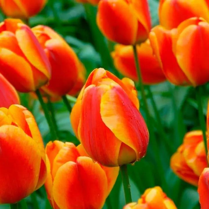 Orange Tulip Flower Seeds for Planting – Heirloom, Non-GMO, Vibrant Blooms Dhara Seeds