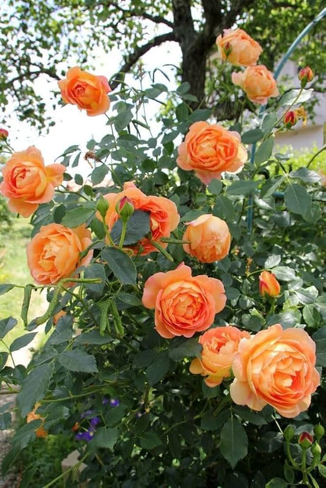 Mix Color Climbing Rose Seeds pcs Courtyard Plants