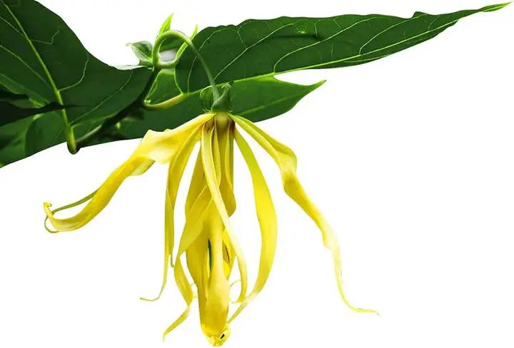 Cananga Odorata Flower Seeds for Planting - NON GMO Seeds Dhara Seeds