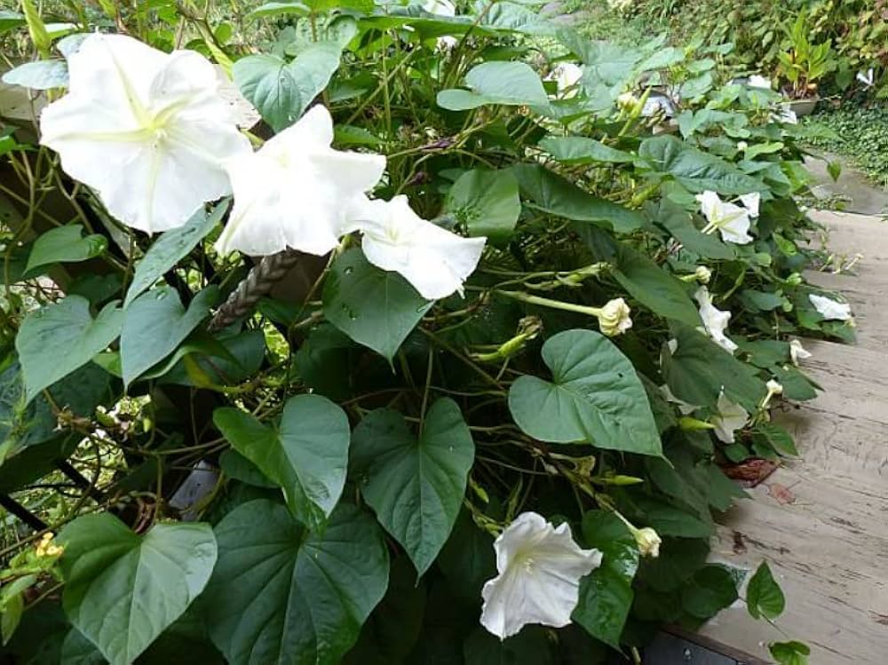 Scented Moonflower Seeds for Planting
