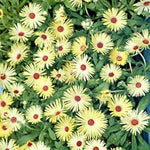 Yellow Red Ice Flower Seeds for Planting - 100 pcs for planting in your garden.