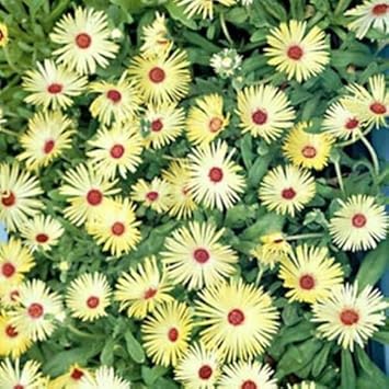 Yellow Red Ice Flower Seeds for Planting - 100 pcs for planting in your garden.
