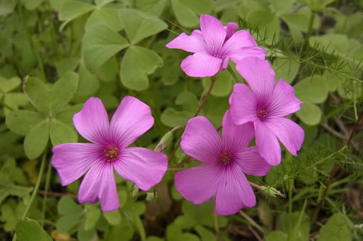 Oxalis Articulata Flower Seeds – Heirloom, Non-GMO Seeds for Planting Bright Pink Garden Blooms