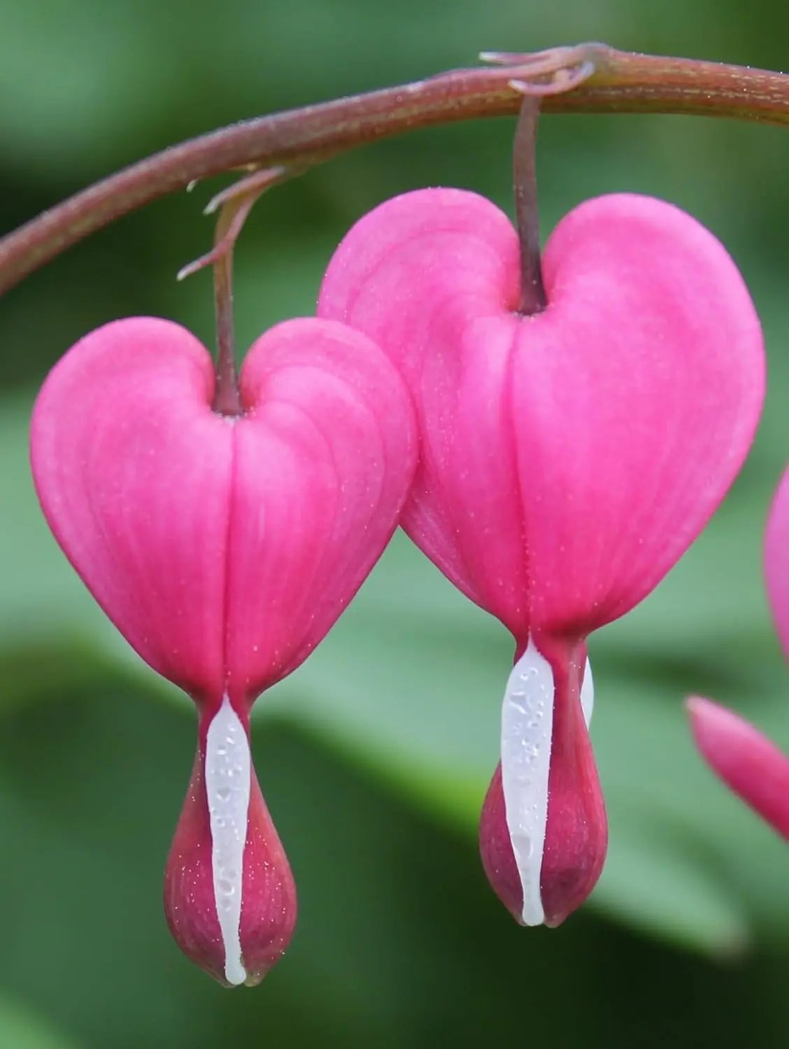 Poof Flower Seeds for Garden Planting - NON GMO Seeds Dhara Seeds