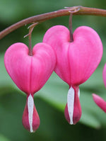 Poof Flower Seeds for Garden Planting - NON GMO Seeds for planting in home garden