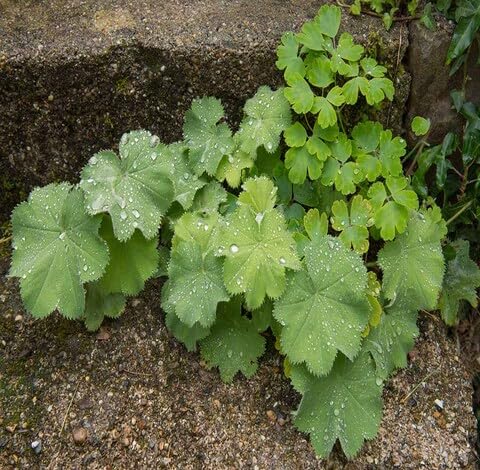 Green Alchemilla Mollis - Heirloom, Non - Gmo Seeds