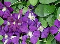 Violet Matthiola Flower Seeds for Planting - NON GMO Seeds for planting in home garden