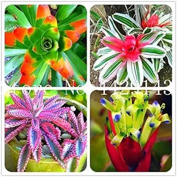 Bromeliad Tillandsia Pink Seeds for Planting NON GMO Seeds Dhara Seeds