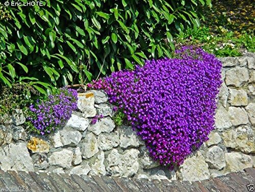 Rock Cress Aubrieta Deltoidea Cascade Purple Flower Seeds for Planting