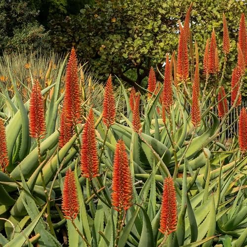Green Aloe Chabaudii