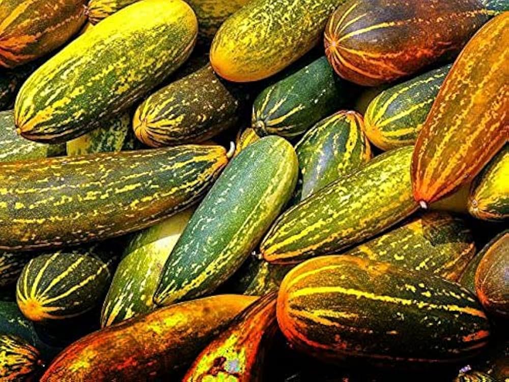 Chinese Yellow Cucumber Seeds – Rare Heirloom Vegetable