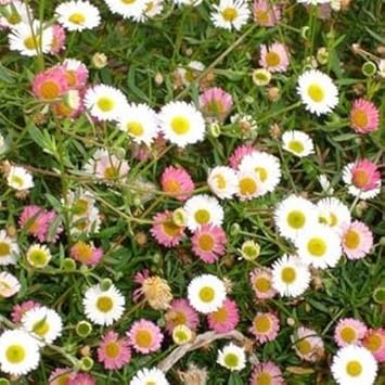 Mixed Karvinskianus Flower Seeds for Planting - 100 pcs for planting in your garden.
