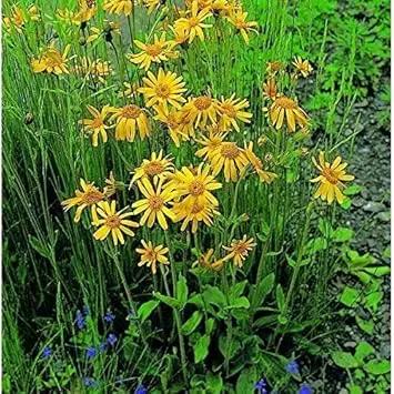 Yellow Mountain Arnica Flower Seeds for Garden - NON GMO Seeds Dhara Seeds