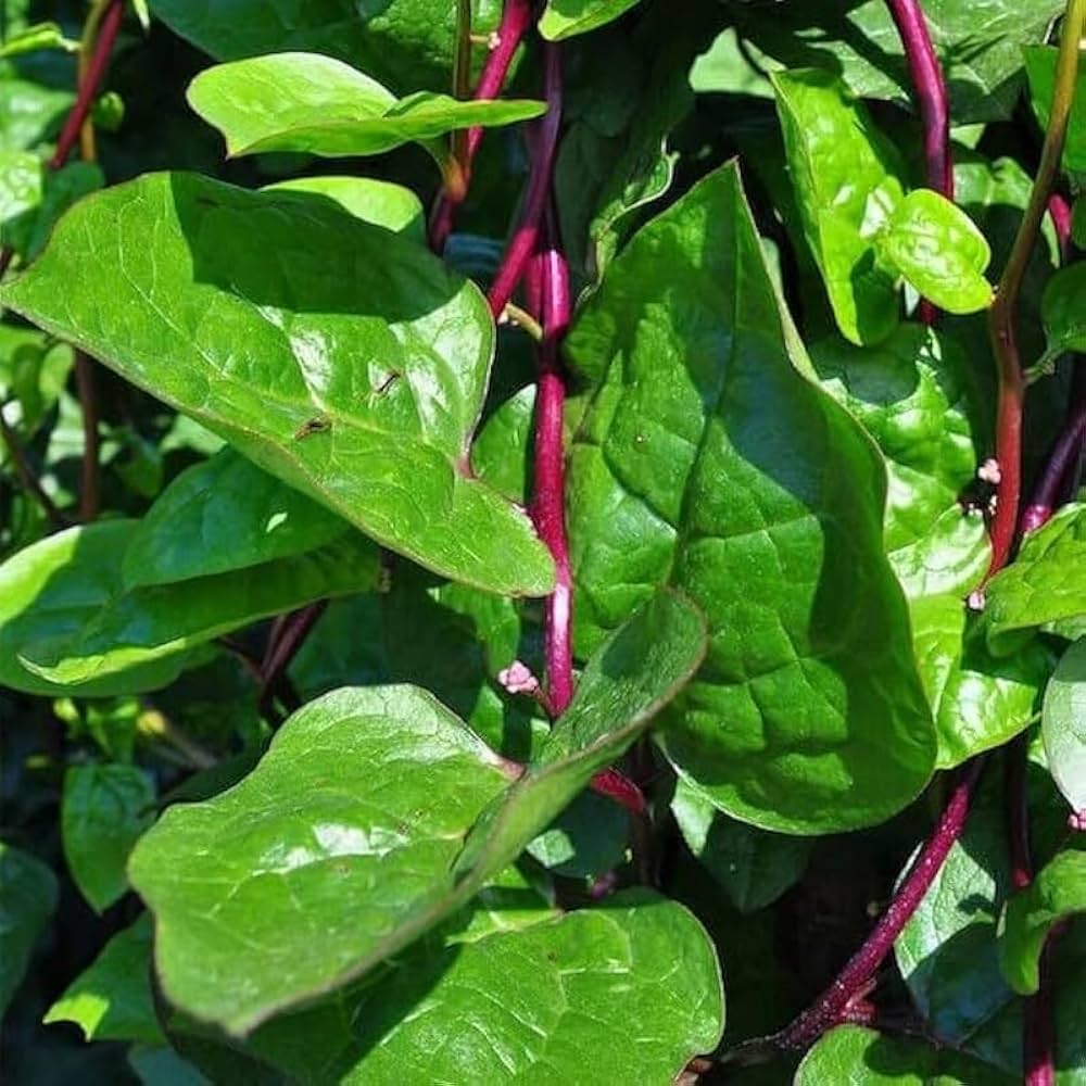 Spinach Spinacia Oleracea Red Stem Leafy Vegetable Seeds for Planting – Ideal for Nutritious Backyard Harvest