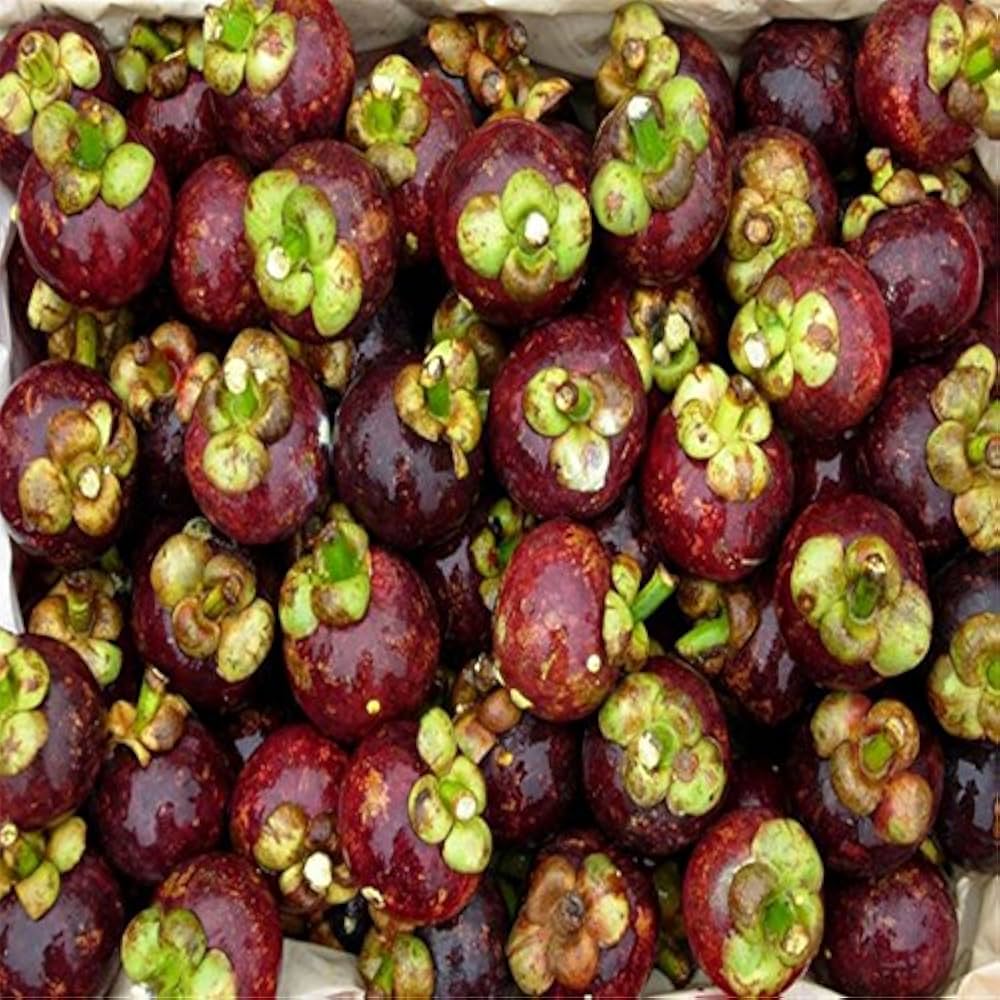 Mangostana fruit – seeds for planting in tropical garden