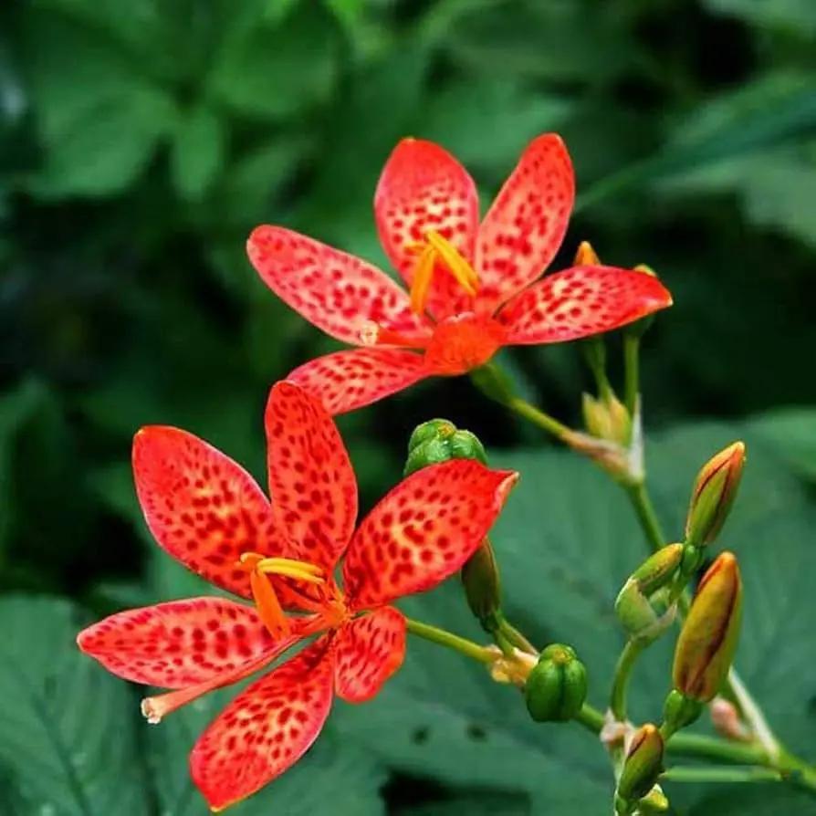 Red Leopard Flower Seeds for Planting - NON GMO Seeds Dhara Seeds