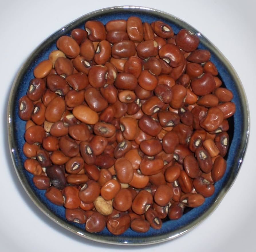 Dixie Lee Cream Crowder Southern Pea Vigna unguiculata Seeds for Planting in Vegetable Patch