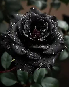 Rose Rosa Hybrida Black Flower Seeds for Planting – Striking Dark Blooms for Garden Beds and Ornamental Use