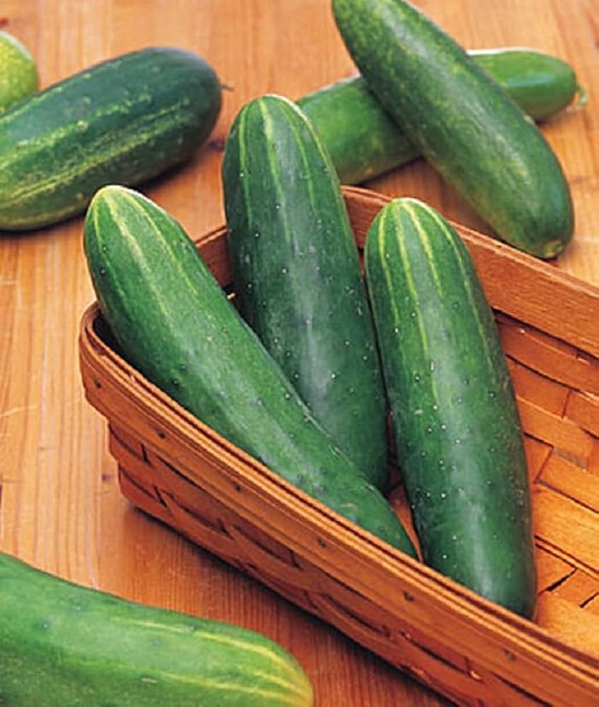 Organic Double Yield Cucumber (Cucumis sativus) seeds for planting in home garden