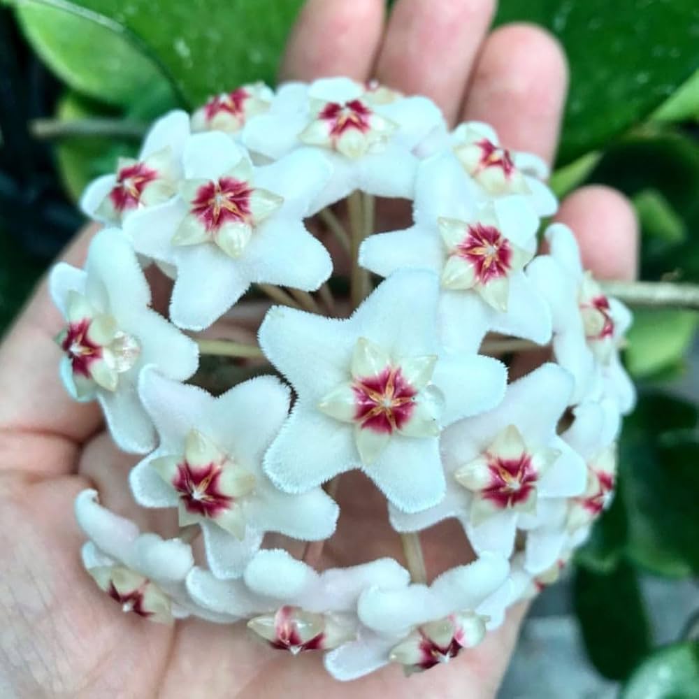 Hoya Orchid Seeds – Elegant Indoor Blooms for Gardens – Dharaseeds