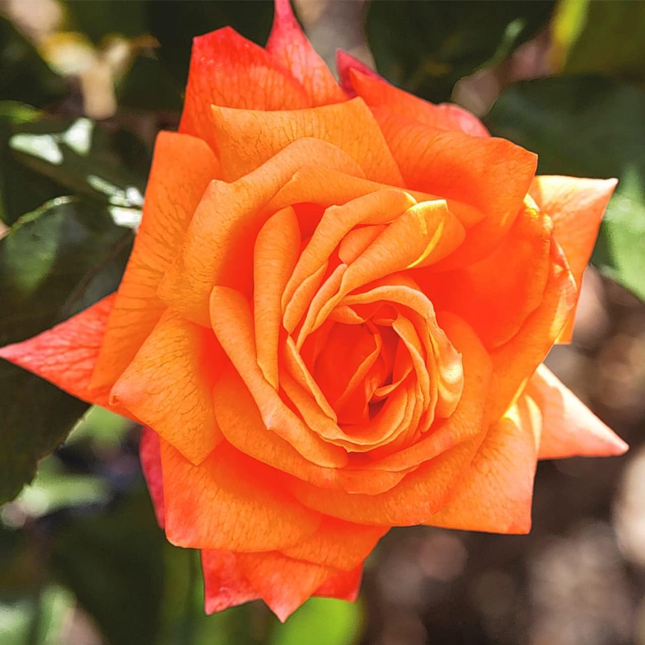 Dark Orange Rose Flower Plant Seeds Non-GMO Heirloom Garden Seeds for Planting and Growing seeds for planting in home garden