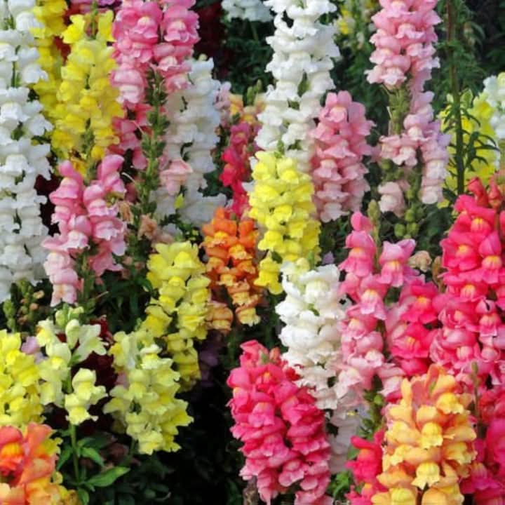 Snapdragon Flower Seeds for Planting