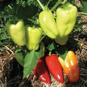 Gypsy Pepper Capsicum annuum seeds for garden planting