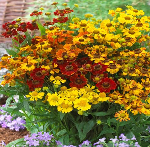 Mixed Helenium Flower - Heirloom, Non - Gmo Seeds