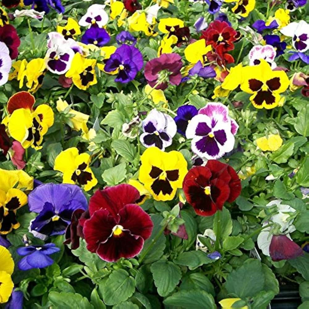 Garden Pansy Viola Tricolor Flower Seeds for Planting in Home Garden and Indoor Pots
