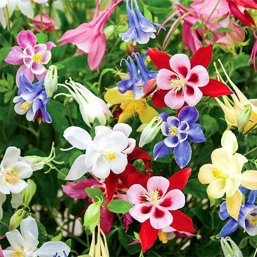 Columbine Aquilegia spp. Flower Seeds for Planting in Flower Bed & Garden