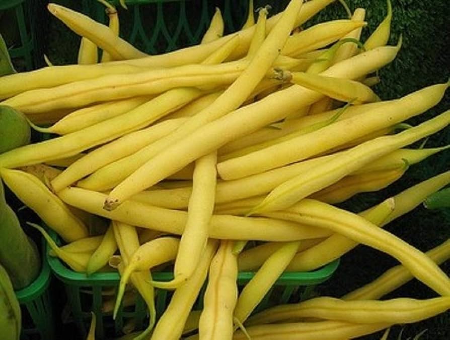 Golden Wax Bean Bush Bean Seeds for Healthy Garden Harvest