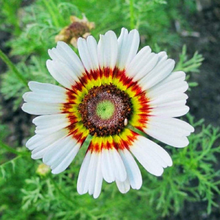 White Chrysanthemum Carinatum Flower Seeds for Planting - NON GMO Seeds