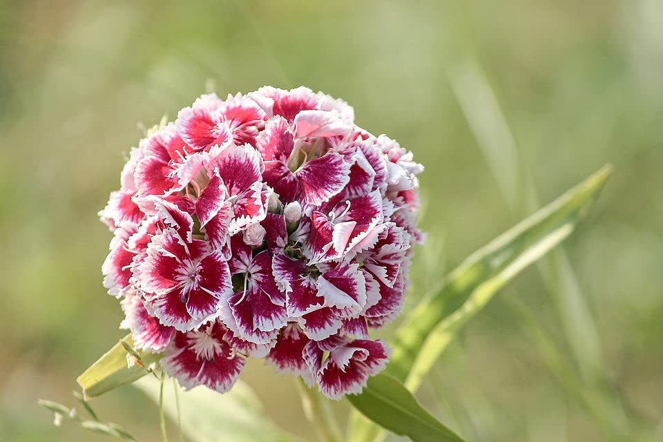Dianthus Dianthus Barbatus Sonata Mix Flower Seeds for Planting