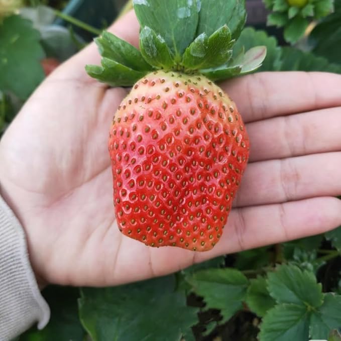 cluster of giant strawberries growing on healthy plants

