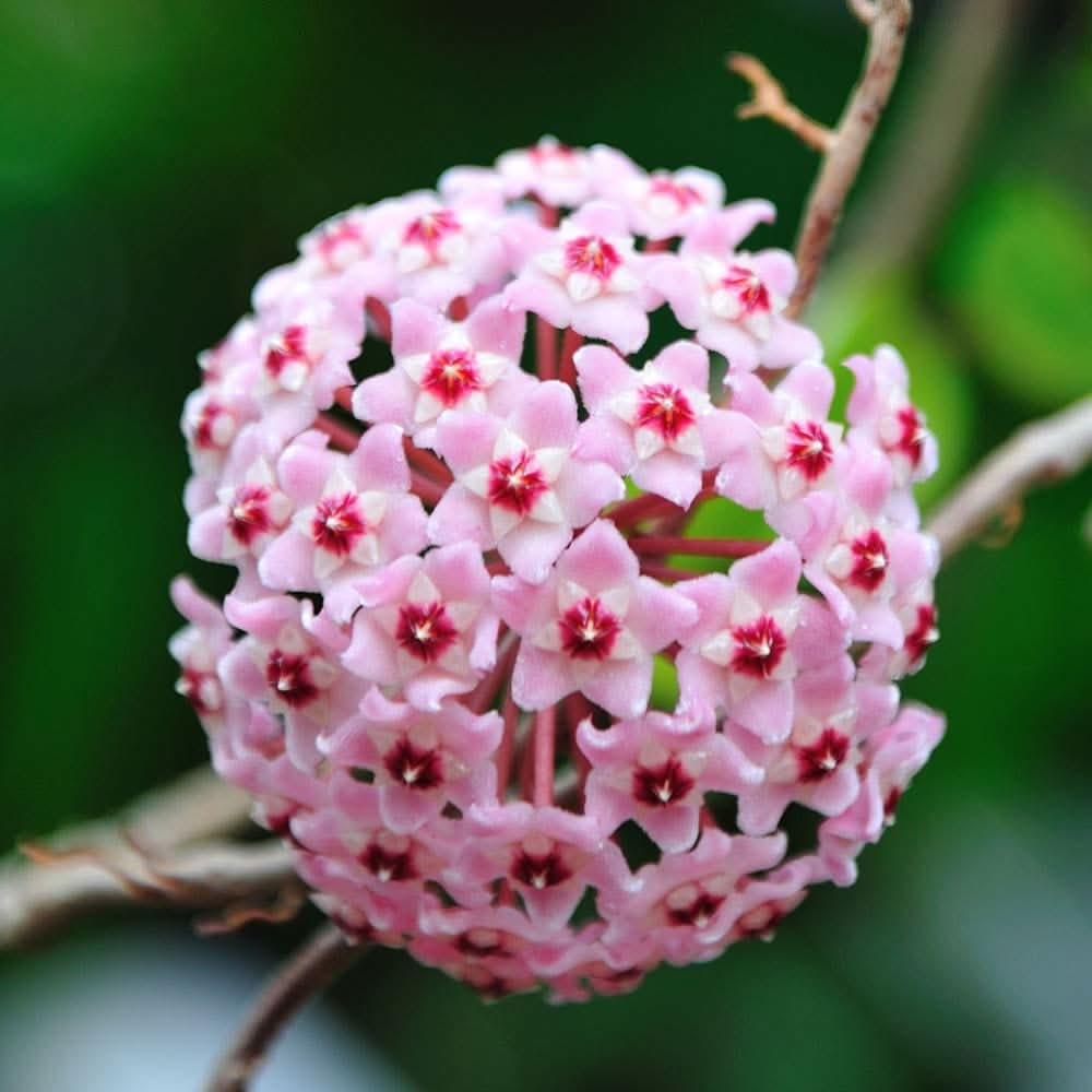 Hoya Carnosa Flower Seeds for Planting in indoor pots and vertical garden arrangements