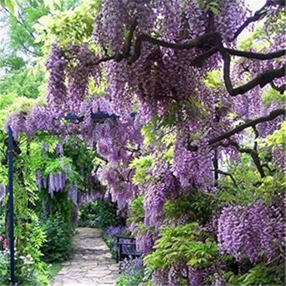 Wisteria Wisteria sinensis flowering tree seeds for backyard gardening and trellis planting