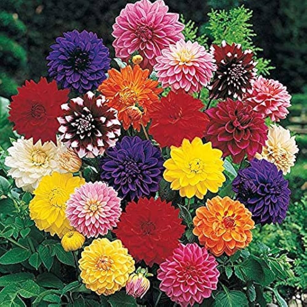 Dalia Sunny Ring Dahlia pinnata Seeds for Planting flower bed cottage garden