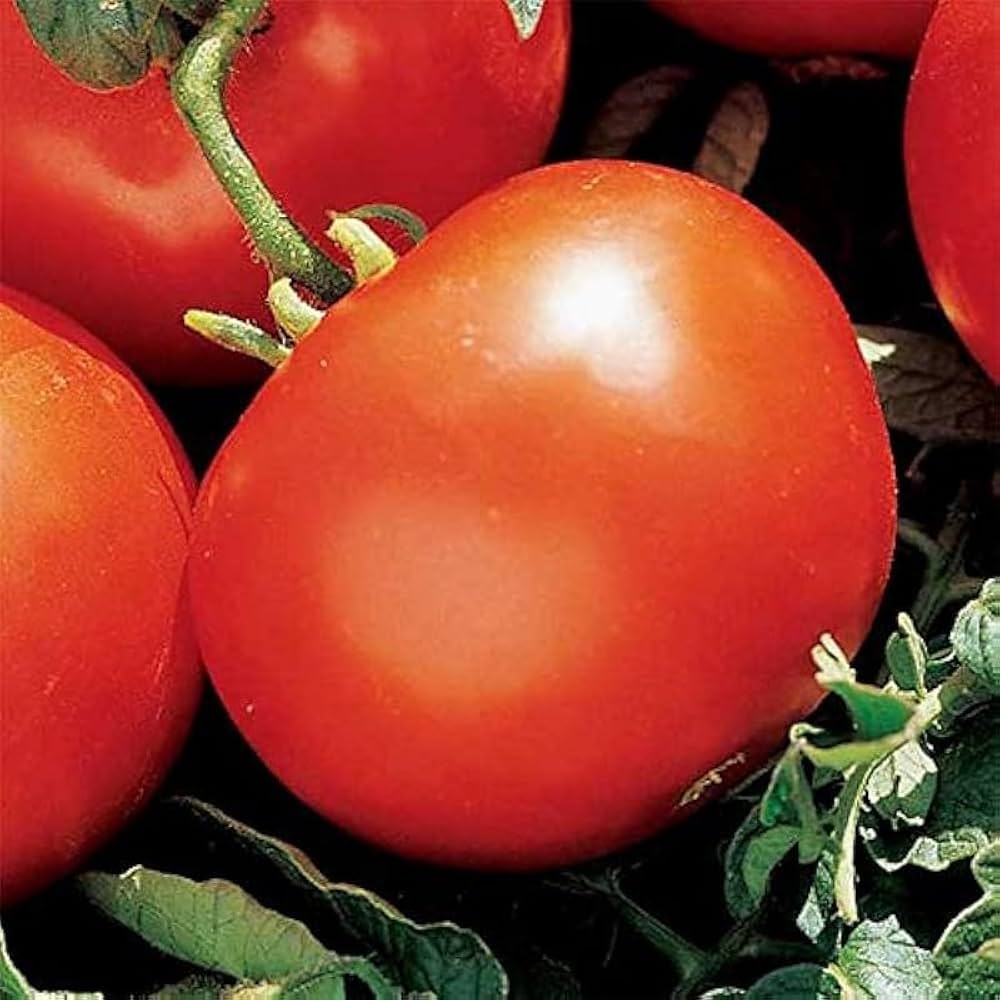 Heidi Tomato Seeds – Small, Sweet, Heirloom Tomatoes for Your Garden