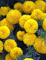 Marigold Tagetes erecta for planting in flower bed