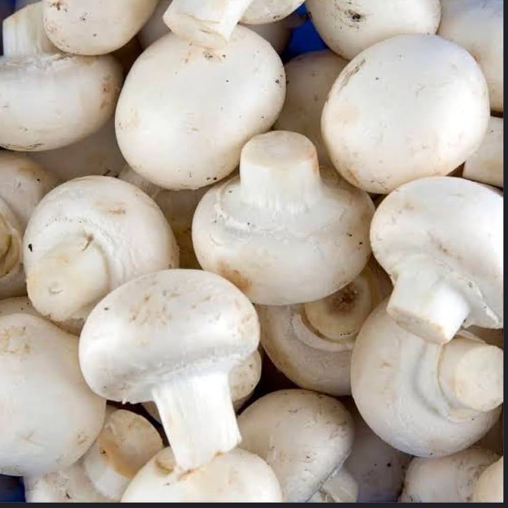 Mushroom Seeds for Planting Agaricus Bisporus kitchen garden edible bed