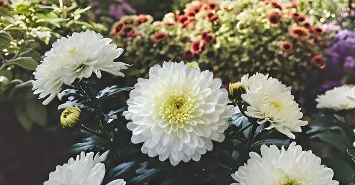 White Chrysanthemum Flower Seeds for Planting, NON GMO Seeds Dhara Seeds