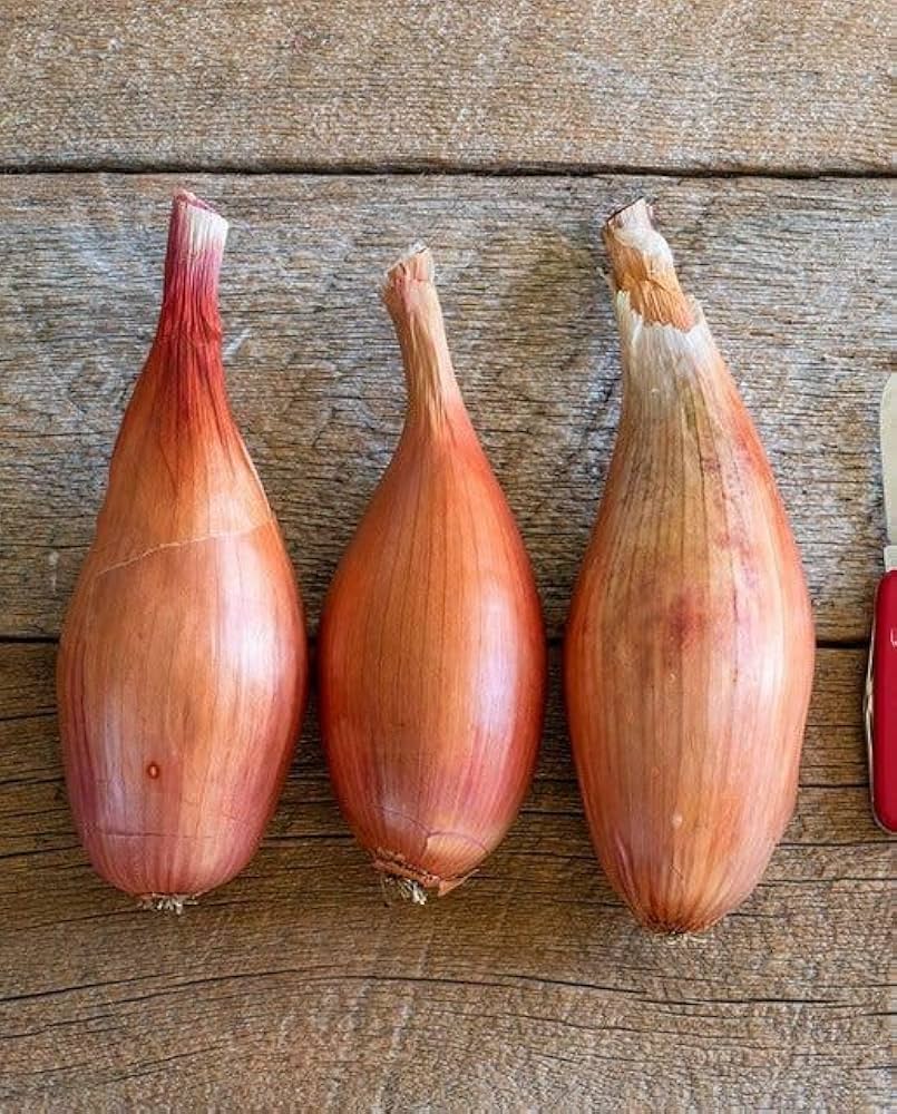 Shallot Allium cepa Seeds for Garden