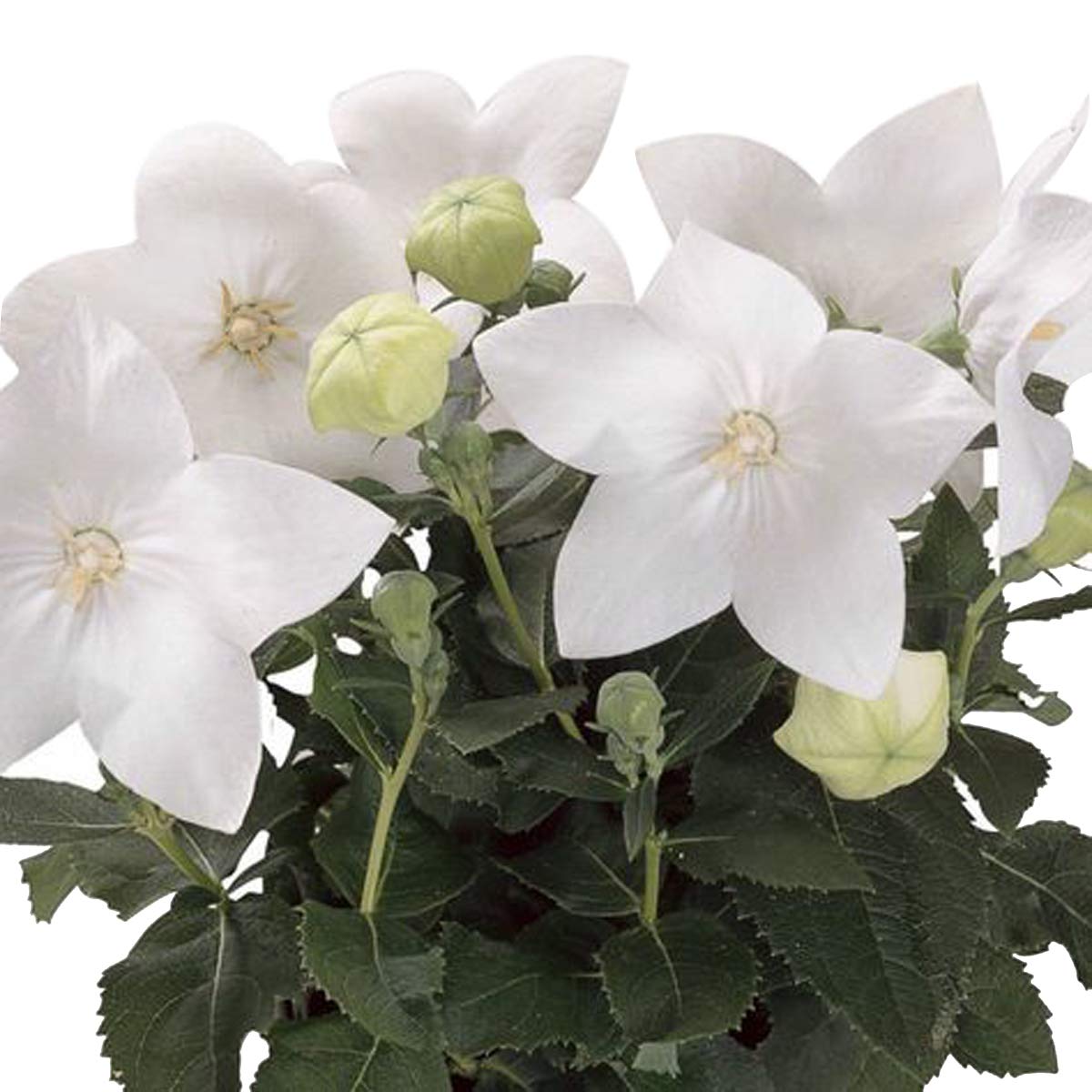 White Balloon Flower Platycodon grandiflorus Astra Semi Double Seeds for Planting patio garden flower bed