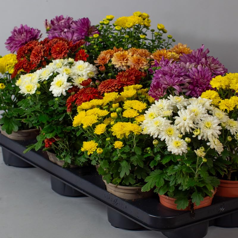 Rare Mixed Chrysanthemum (Chrysanthemum spp.) seeds for bonsai or indoor planting