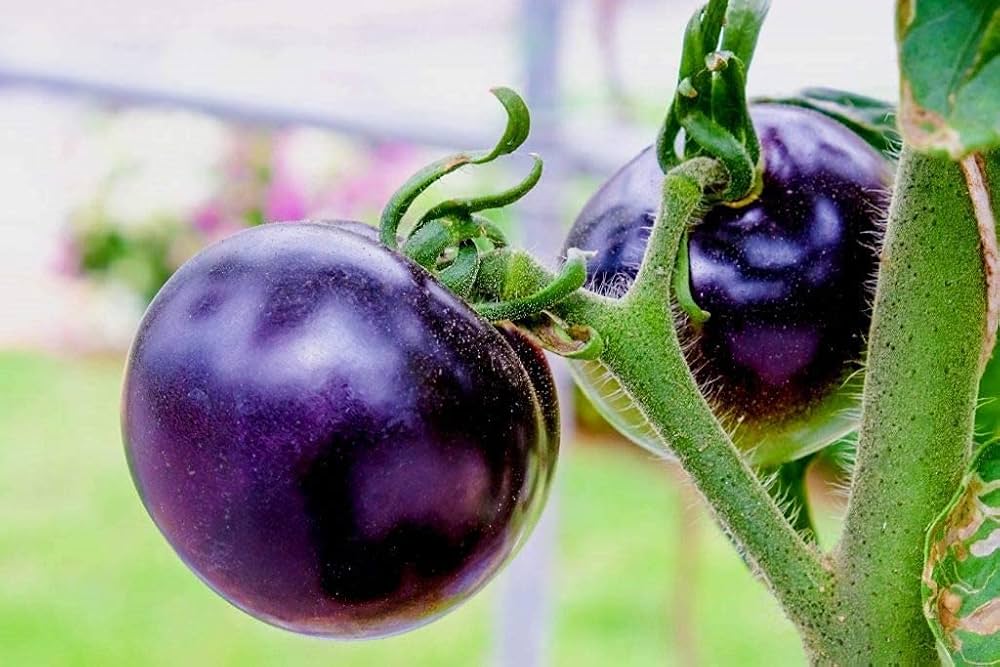 Brandywine Purple Tomato Seeds for Rich, Flavorful Heirloom Tomatoes
