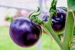 Brandywine Purple Tomato Seeds for Rich, Flavorful Heirloom Tomatoes