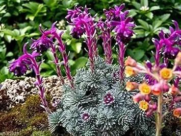 Purple Saxifraga Sempervivum Planting Seeds for Garden NON GMO Seeds Dhara Seeds